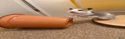 Hamster rodents for sale: Beautiful Tame Female Syrians  - Advert 1
