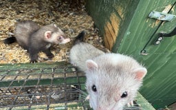 Ferret rodents for sale: Baby ferrets for sale  - Image 3