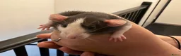 Rat rodents for sale: Adorable baby dumbo rats  - Advert 21