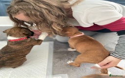 Boxer dogs for sale: A Second Chance for a Gentle Boxer - Advert 10