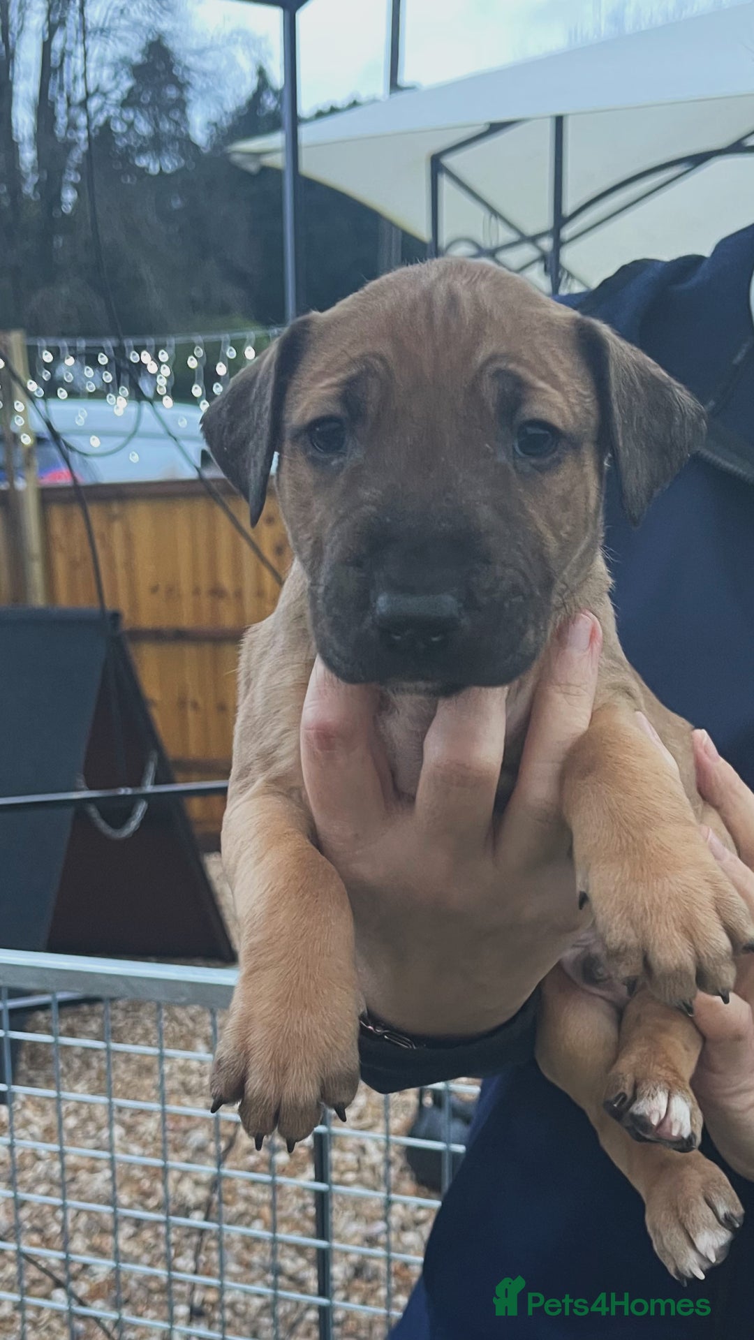 English Bull Terrier dogs for sale: English bull terrier pups - Advert 9