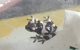 Frog reptiles for sale: Amazon Milk Frog babies - Image 1