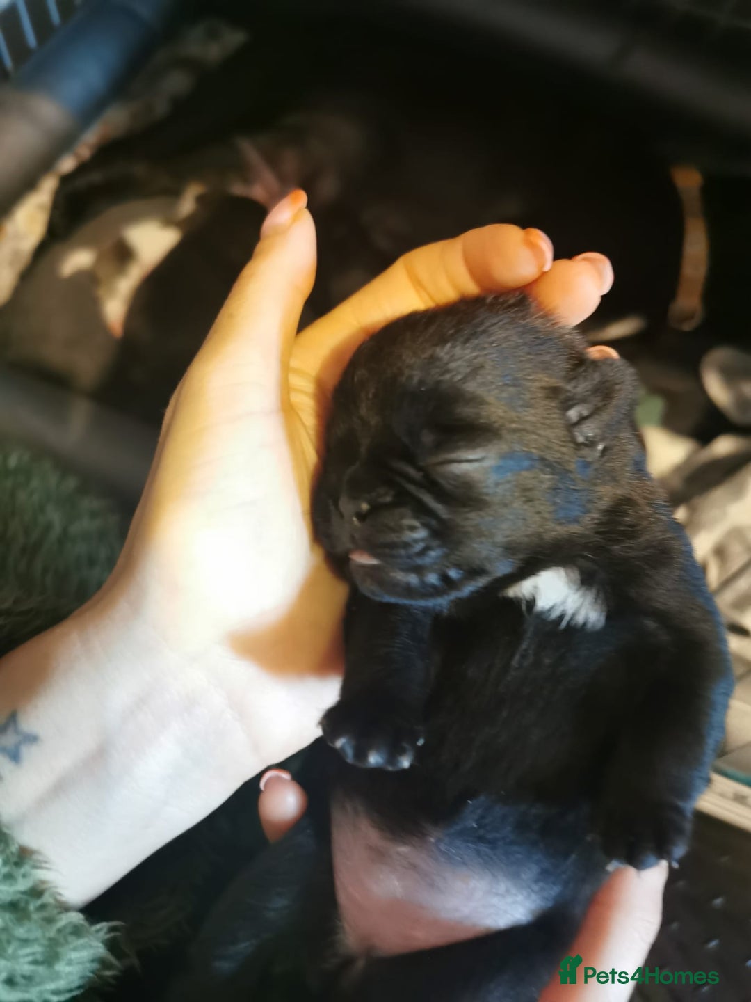 Jug dogs for sale: Beautiful jug puppies looking for forever home - Advert 8