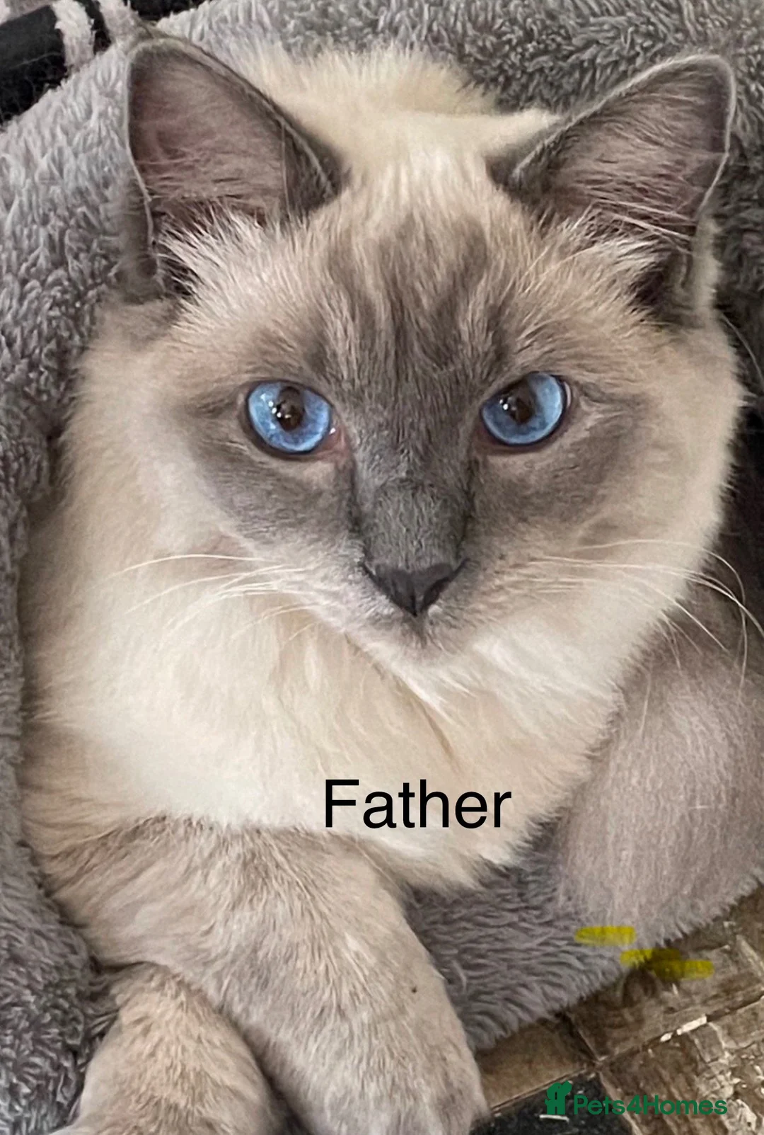 Ragdoll cats for sale: £400.Full pedigree Ragdoll kittens for sale. - Advert 7