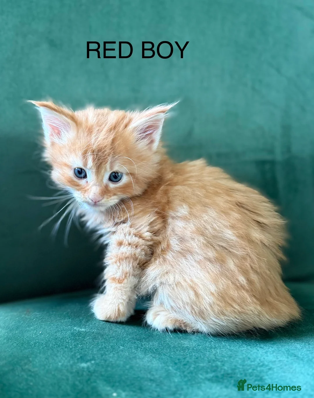 Maine Coon cats for sale: Maine Coon Cross Kittens - Advert 10