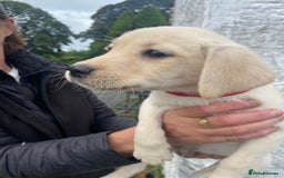 Labrador Retriever dogs for sale: KC Registered Yellow/Golden Labrador Puppies - Image 9