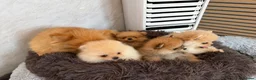 Pomeranian dogs for sale: Beautiful Poms - Advert 4