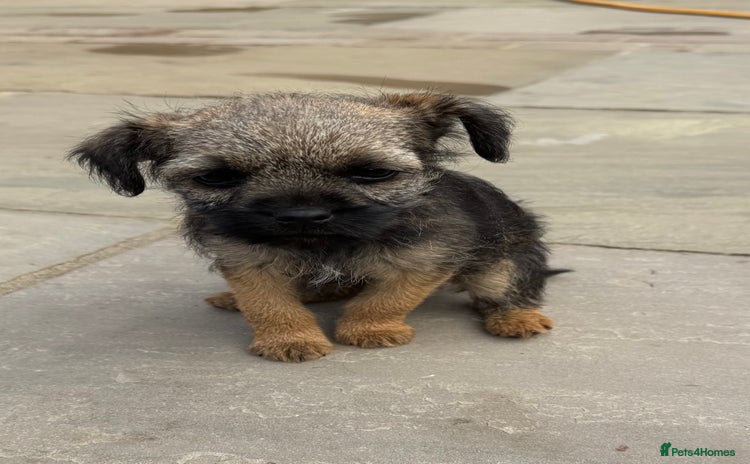 Border Terrier dogs - Advert 4
