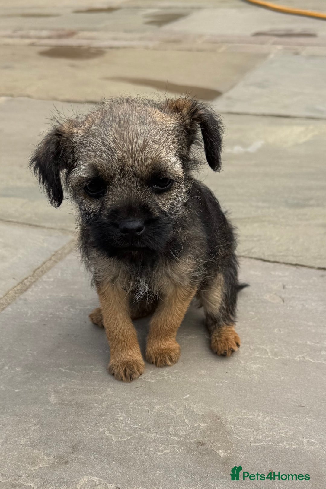 Border Terrier dogs for sale: "REDUCED" Beautiful Border Terrier Pups - Image 1