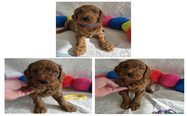 Goldendoodle dogs - Advert 12