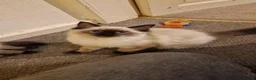 Ragdoll cats for sale: Only 2 beautiful seal point ragdoll kittens left - Advert 14