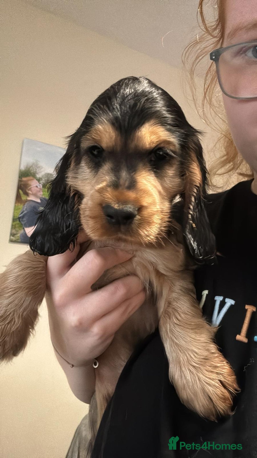 Cocker Spaniel dogs for sale: ⭐️ 1 Girl Ready for new home ⭐️ - Image 3