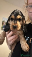 Cocker Spaniel dogs - Advert 8