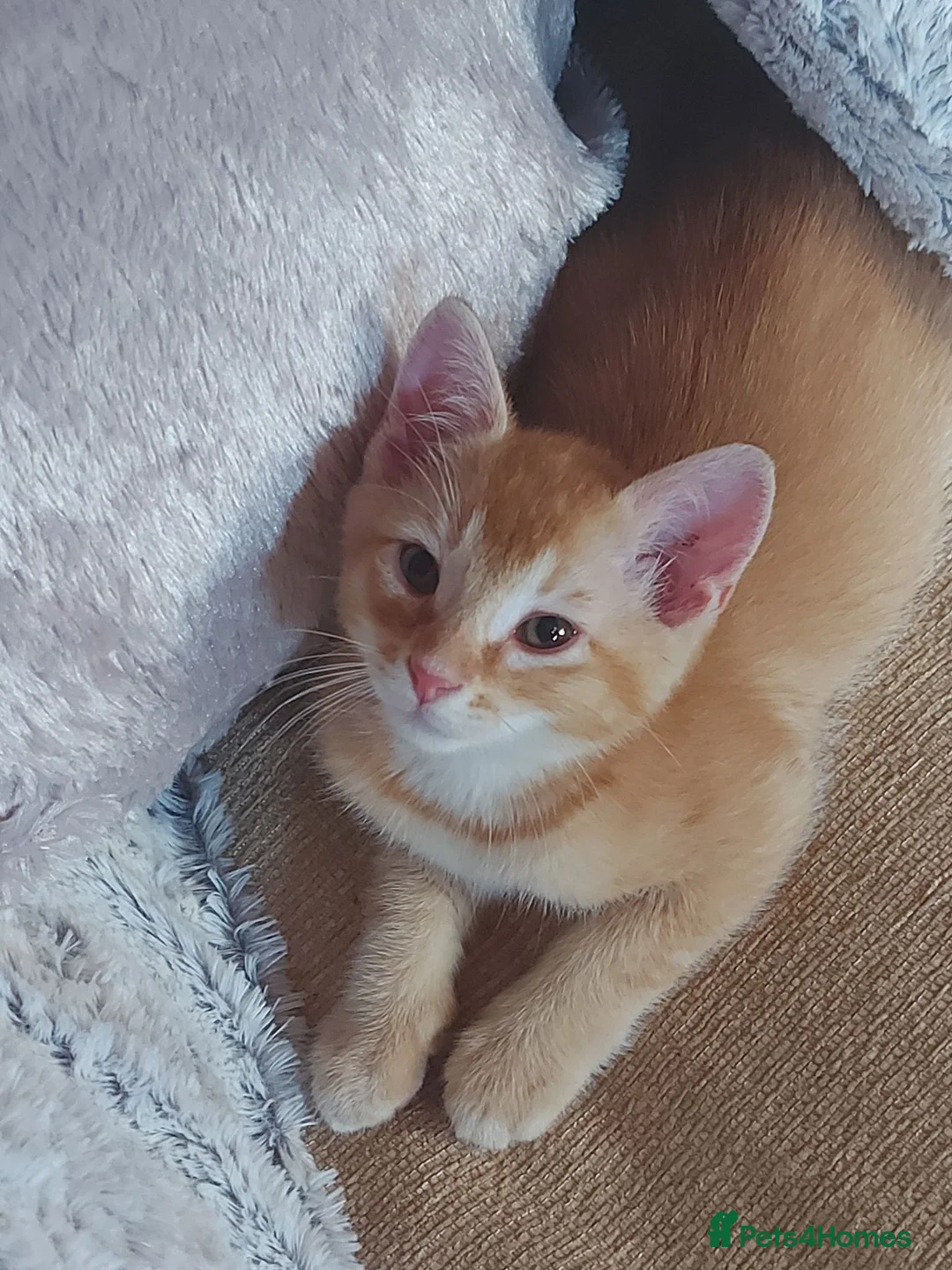 Mixed Breed cats for sale: Gorgeous Kittens  - Advert 2
