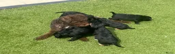 Patterdale Terrier dogs for sale: Patterdale terrier  - Advert 11