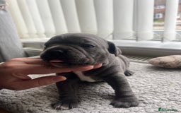 Staffordshire Bull Terrier dogs for sale: 🏆  GRAND CHAMPION Staffordshire Bull Terrier Pups - Image 20