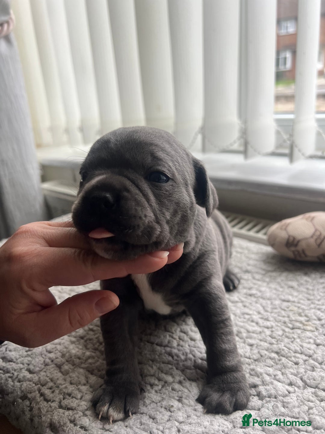 Staffordshire Bull Terrier dogs for sale: 🏆  GRAND CHAMPION Staffordshire Bull Terrier Pups - Image 20