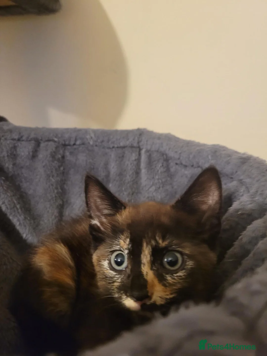 Mixed Breed cats for sale: Female kitten  - Advert 4