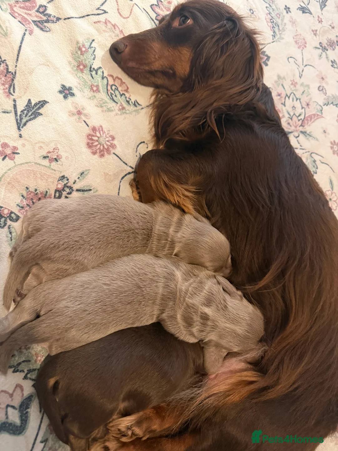 Miniature Dachshund dogs for sale: All pups sold ✨🤎 - Advert 37