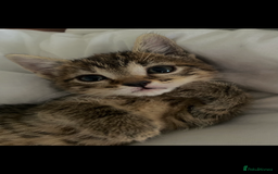 Bengal cats for sale: beautiful bengal kitten  - Image 35