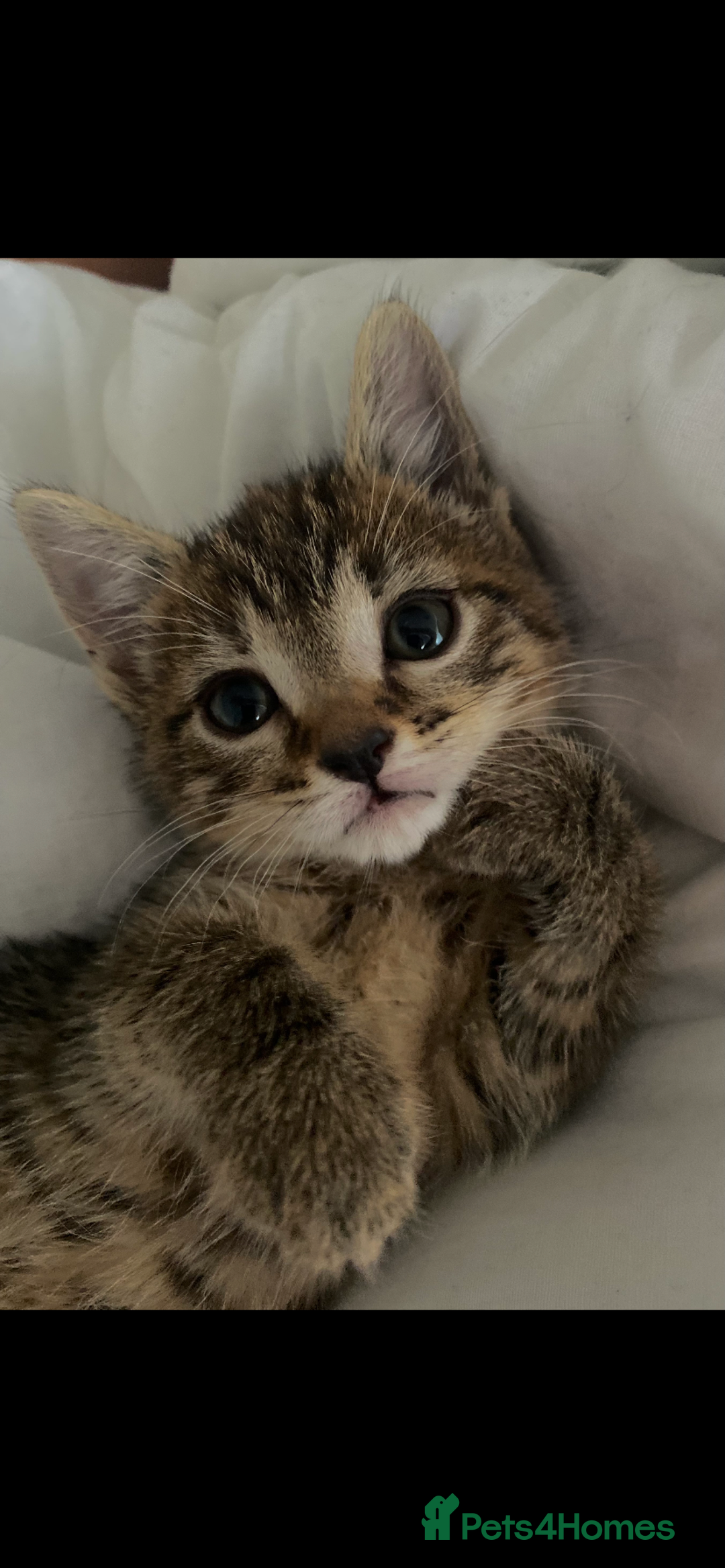 Bengal cats for sale: beautiful bengal kitten  - Image 35