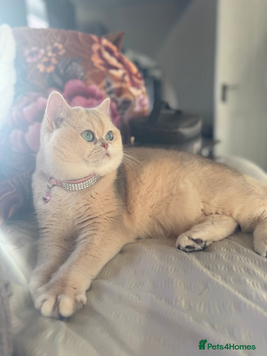 British Shorthair cats for sale: Golden Tipped British Shorthair Cat - Advert 11