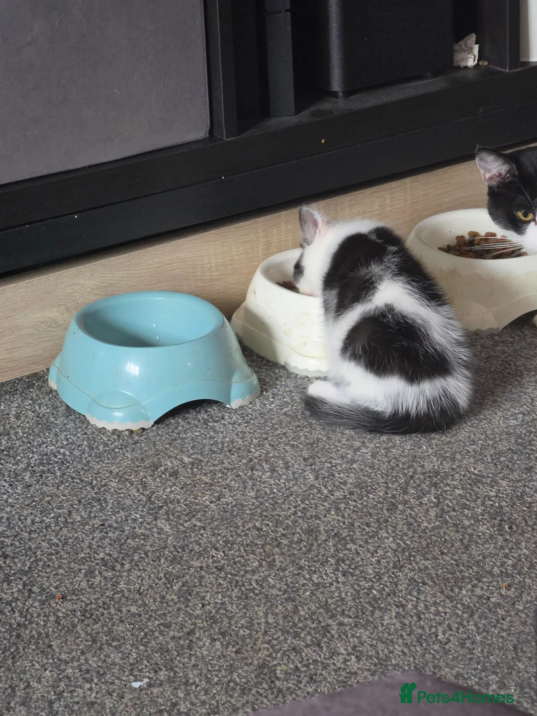 Mixed Breed cats for sale: Fluffy boy kitten - Advert 3