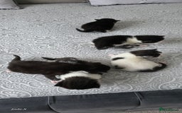 Domestic Shorthair cats for sale: A little of 5 beautiful kittens! - Advert 14