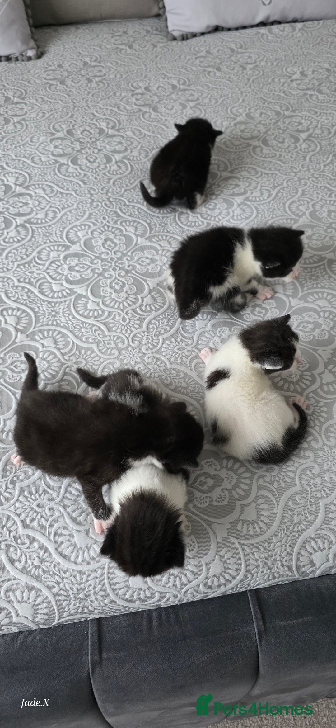 Domestic Shorthair cats for sale: A little of 5 beautiful kittens! - Advert 14