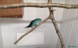 Parakeets birds for sale: Pair of Lineolated Parakeets  - Image 5