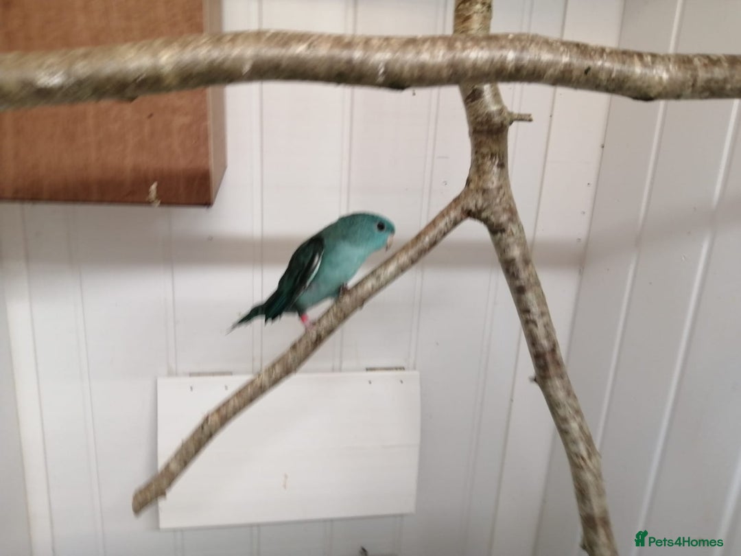 Parakeets birds for sale: Pair of Lineolated Parakeets  - Image 5