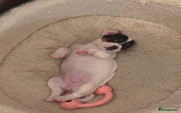 Jack Russell dogs for sale: Jack Russle puppies  - Image 10