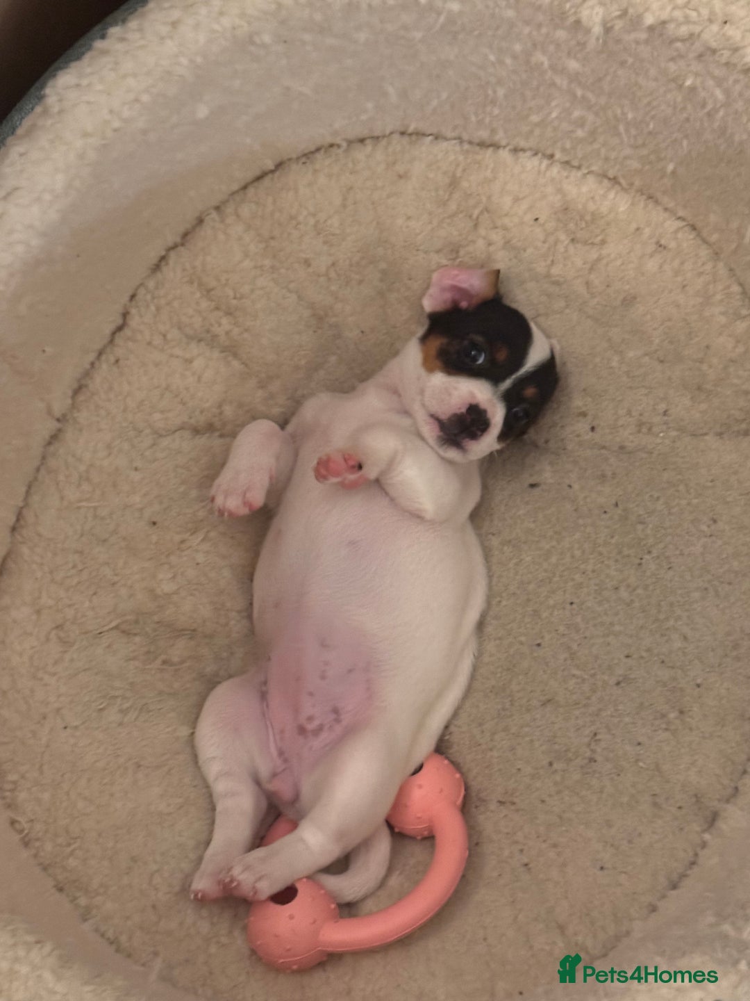 Jack Russell dogs for sale: Jack Russle puppies  - Image 10
