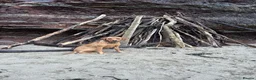 Labrador Retriever dogs for sale: Outstanding Litter of Fox Red Labrador Puppies  in Carmarthen - Advert 7