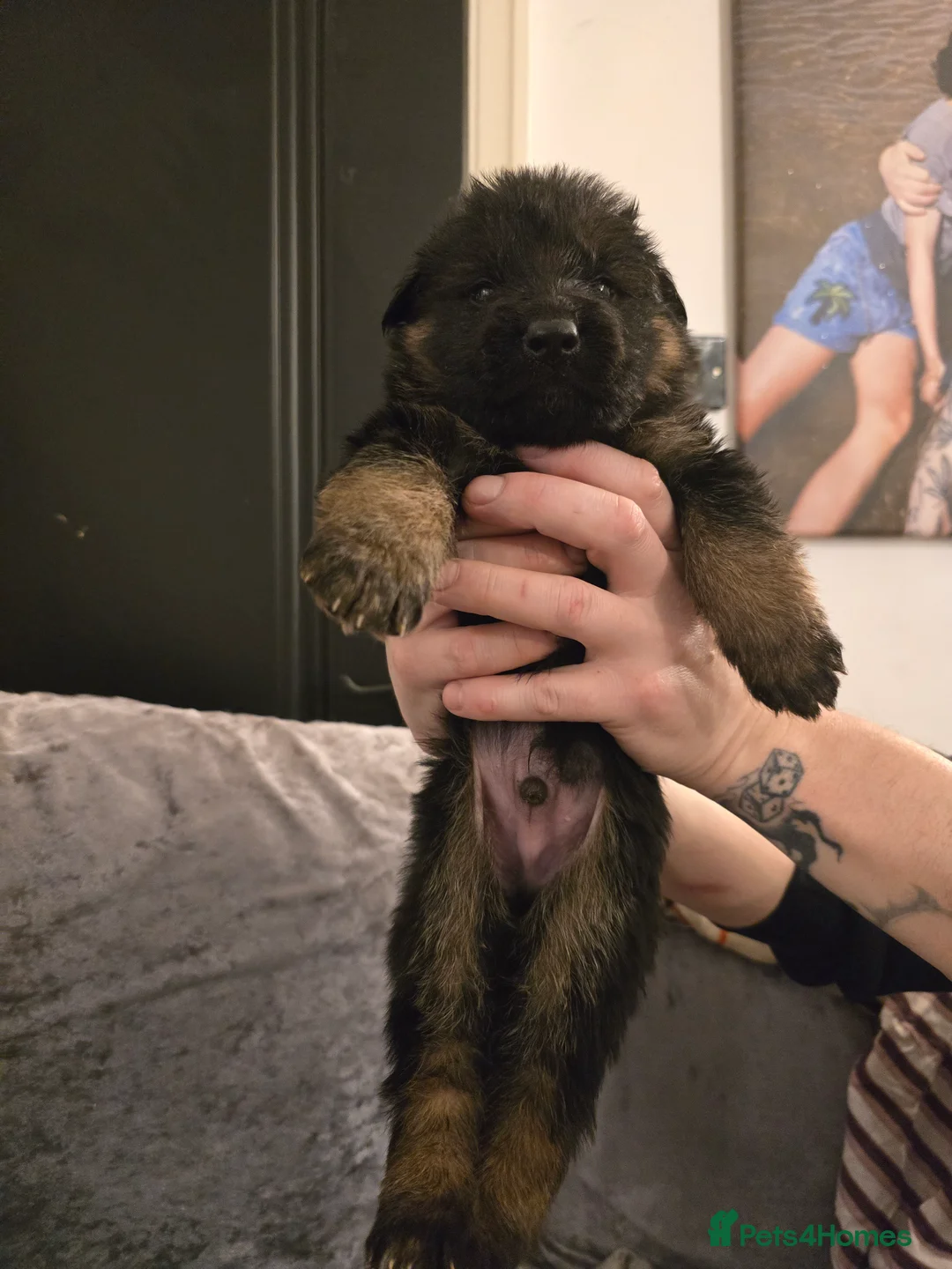 German Shepherd dogs for sale: German shepherd long hair strach back - Advert 12