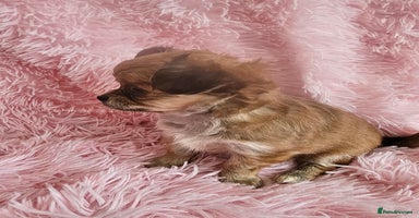 Chihuahua dogs - Advert 7