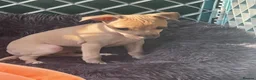 Italian Greyhound dogs for sale: 🐾✨Gorgeous KC Italian greyhound licensed breeder  - Advert 11