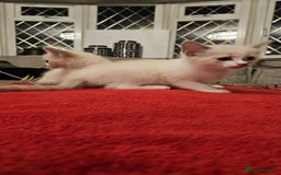 Ragdoll cats for sale: GCCF Pedigree Ragdolls Champion daddy - Image 9
