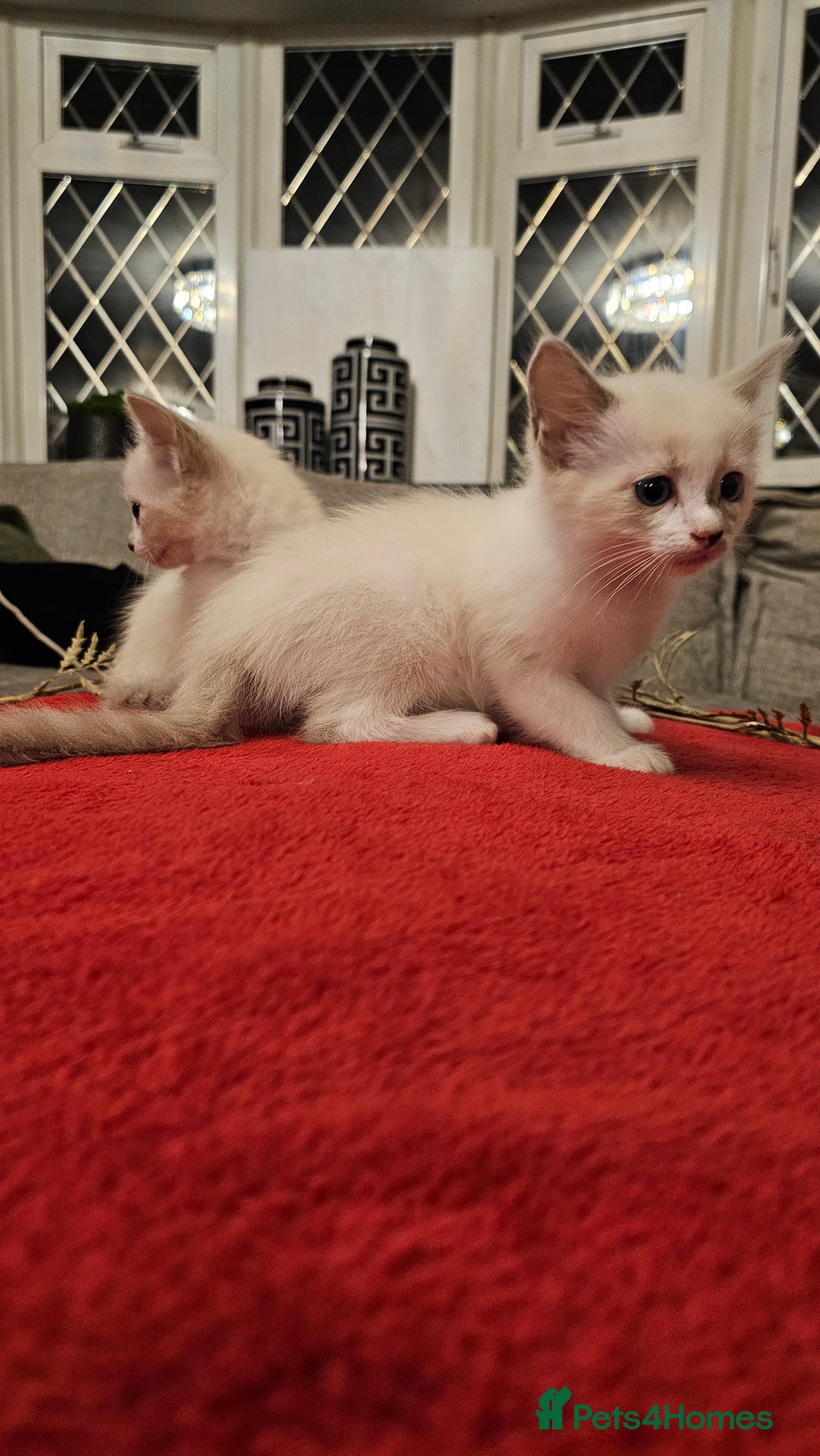 Ragdoll cats for sale: GCCF Pedigree Ragdolls Champion daddy - Image 9
