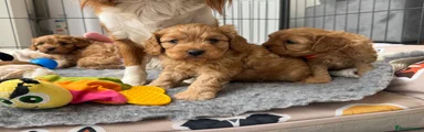 Cavapoo 1