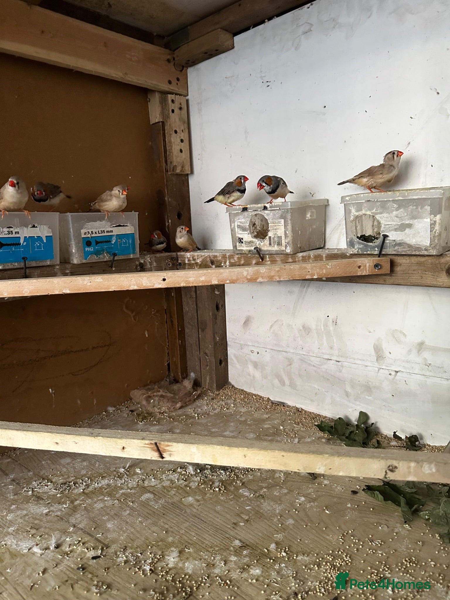Mixed Breed birds Zebra finches  - Advert 1
