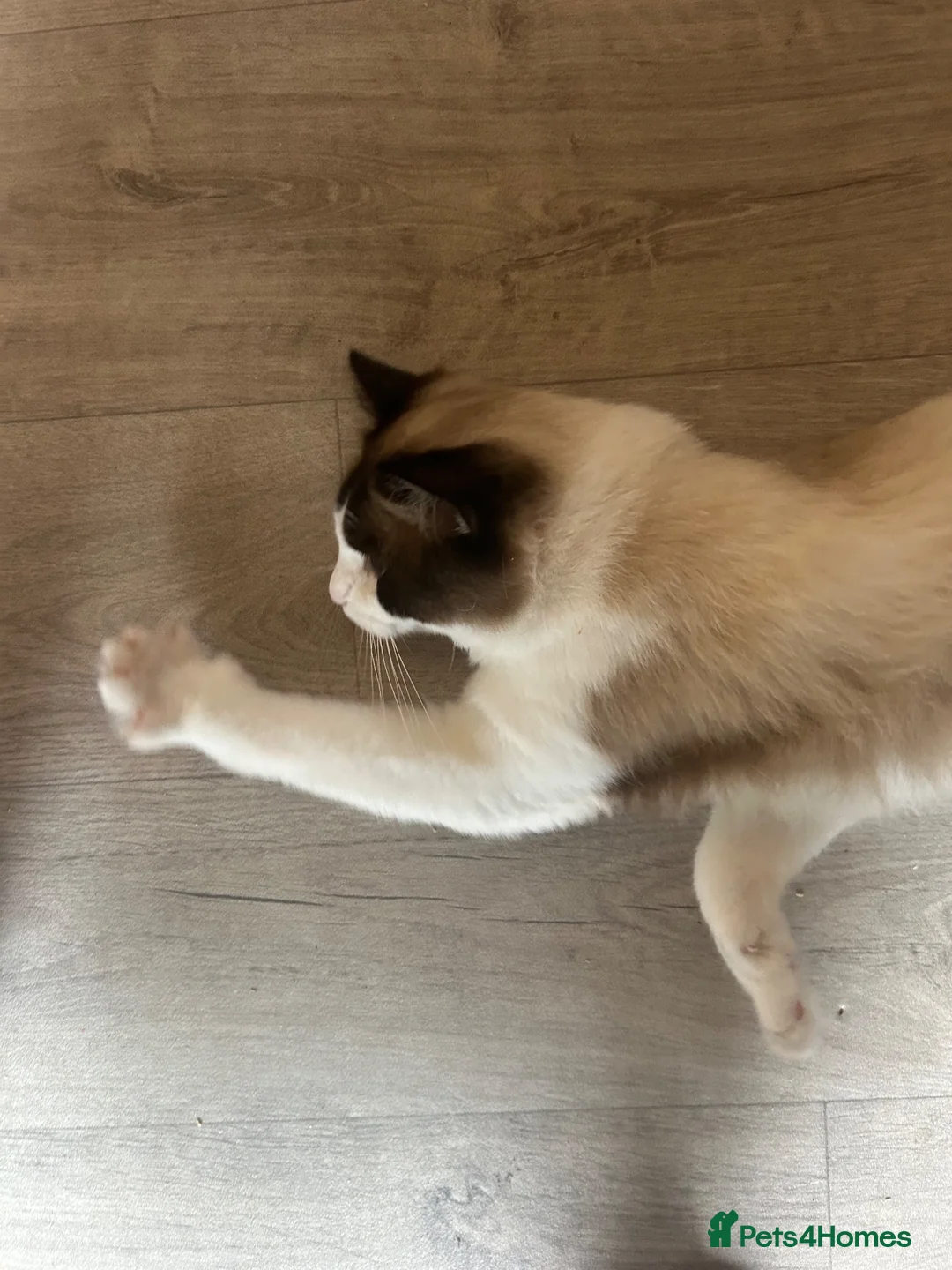 Ragdoll cats for sale: Sealpoint Ragdoll in Camborne - Advert 2