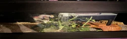 Corn Snake reptiles for sale: Corn snake for sale  in Bury Saint Edmunds - Advert 2