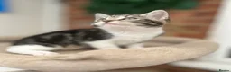 Mixed Breed cats for sale: 🐱 Adorable Kittens Looking for Loving Homes! 🏡❤️ - Advert 24