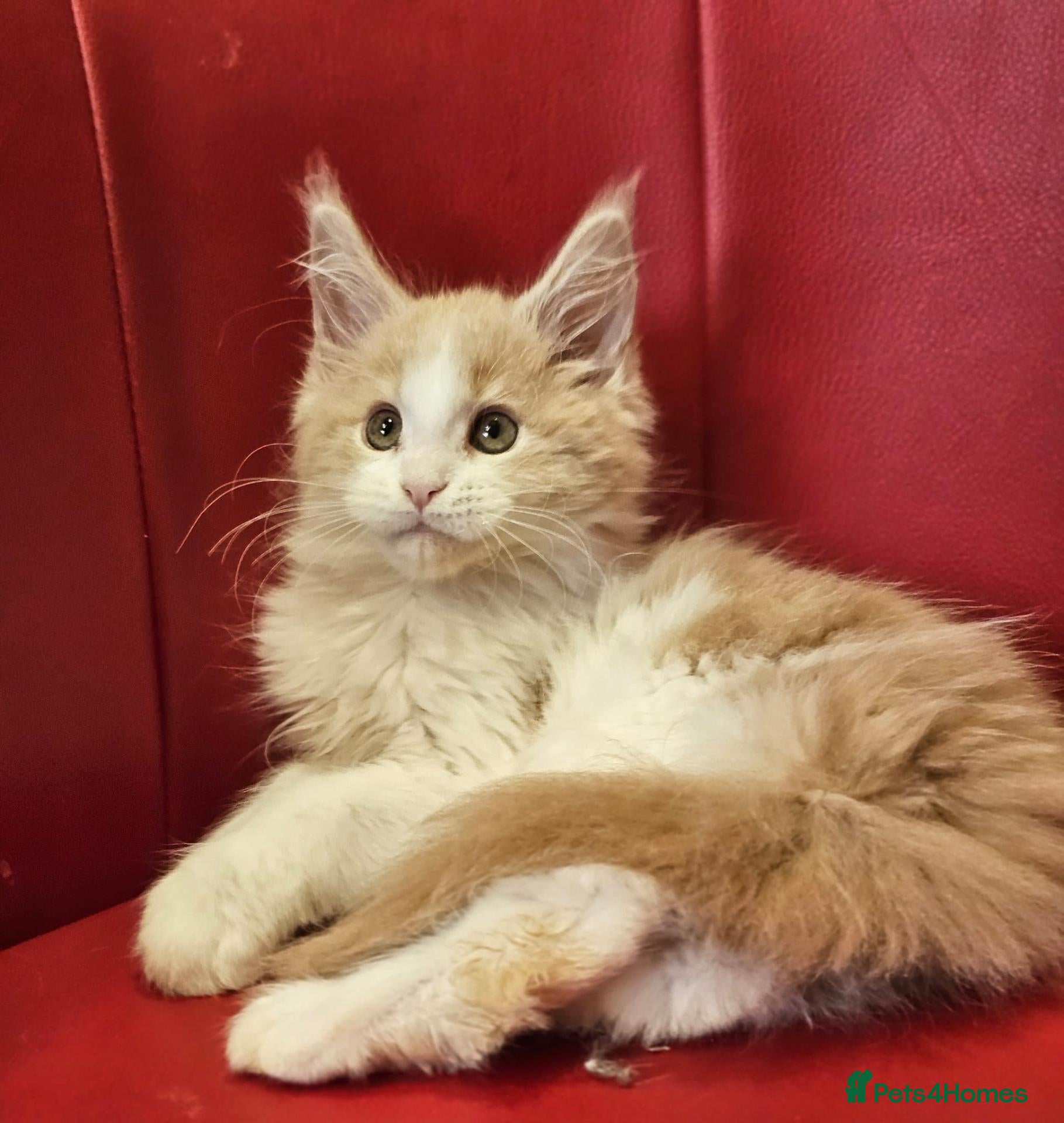 Maine Coon cats TICA Registered Maine Coon Kittens –  Ready Now!  - Advert 18