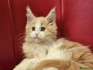 Maine Coon cats TICA Registered Maine Coon Kittens – Ready Now! - Advert 18