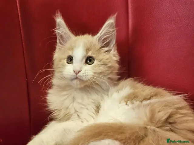 Maine Coon cats TICA Registered Maine Coon Kittens – Ready Now! - Advert 2