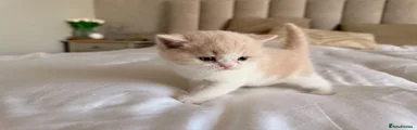 British Shorthair Kitten 3