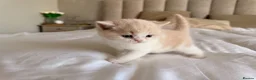 British Shorthair cats for sale: British Shorthair & Longhair Kittens GCCF Reg - Advert 23