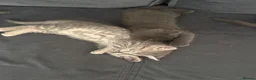Ragdoll cats for sale: Ragdoll X Burmilla - Advert 8